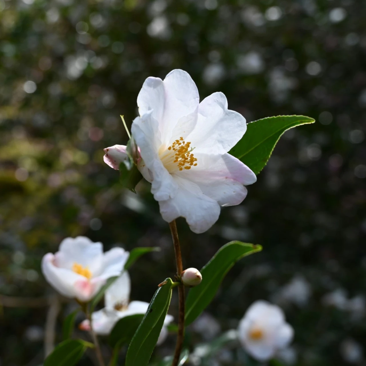 C. 'Cornish Snow'